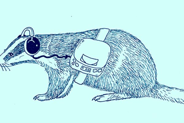 Oh grävling where art thou