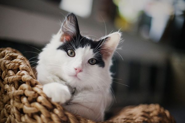 5 okt: Vill du vara med på bastabinne*?